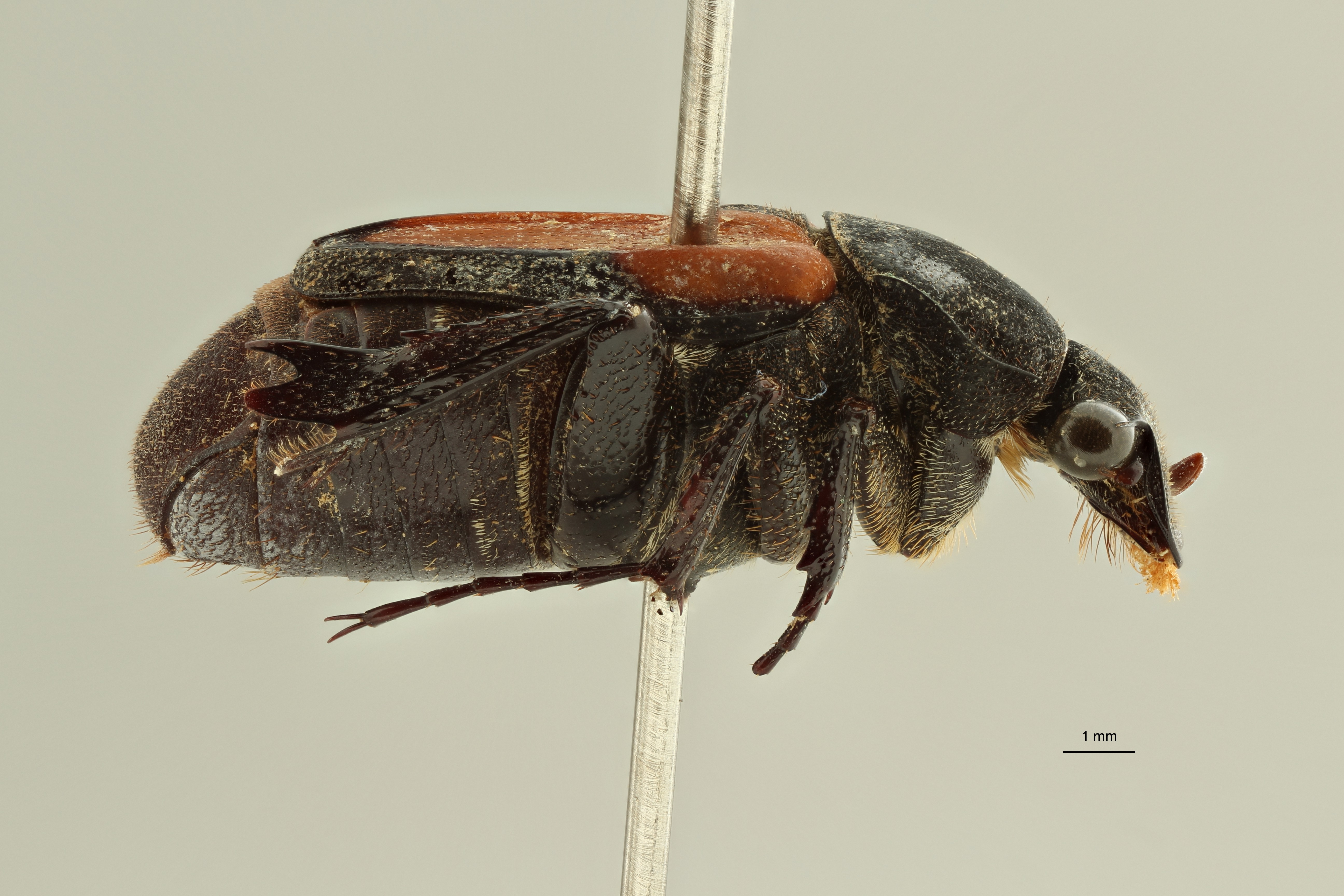 Praelinotarsia limbatipennis lt L ZS PMax Scaled.jpeg