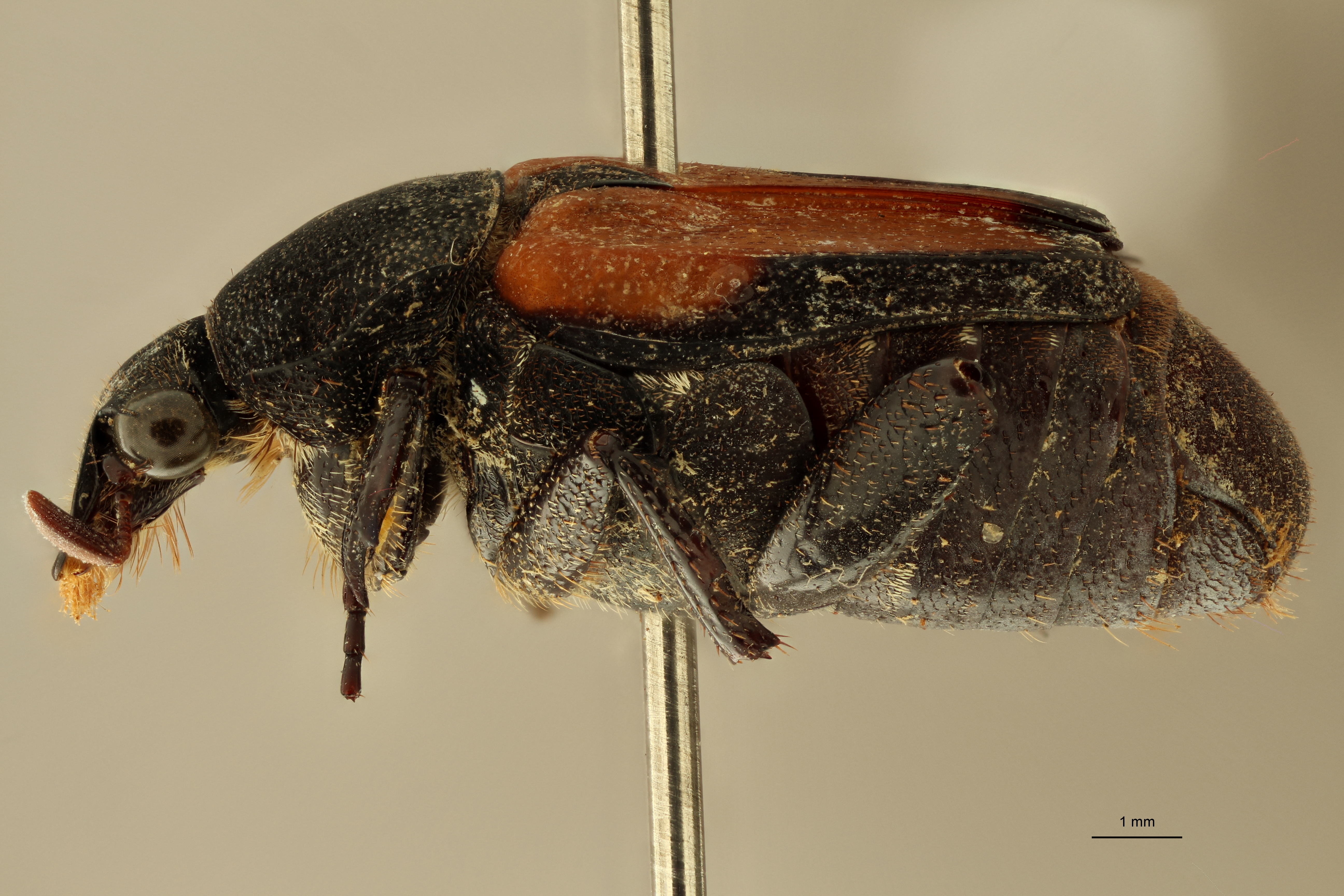 Praelinotarsia limbatipennis lt L ZS PMax.jpg