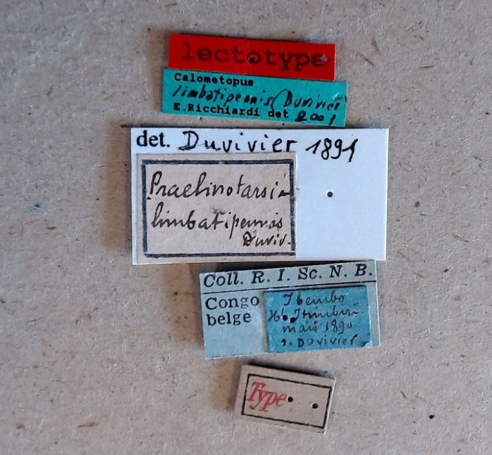 Praelinotarsia limbatipennis lt Labels.jpg