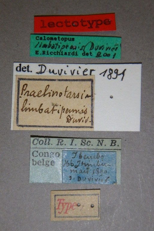 Praelinotarsia limbatipennis lt Lb.jpg