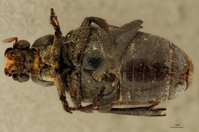 Praelinotarsia limbatipennis V ZS PMax.jpg