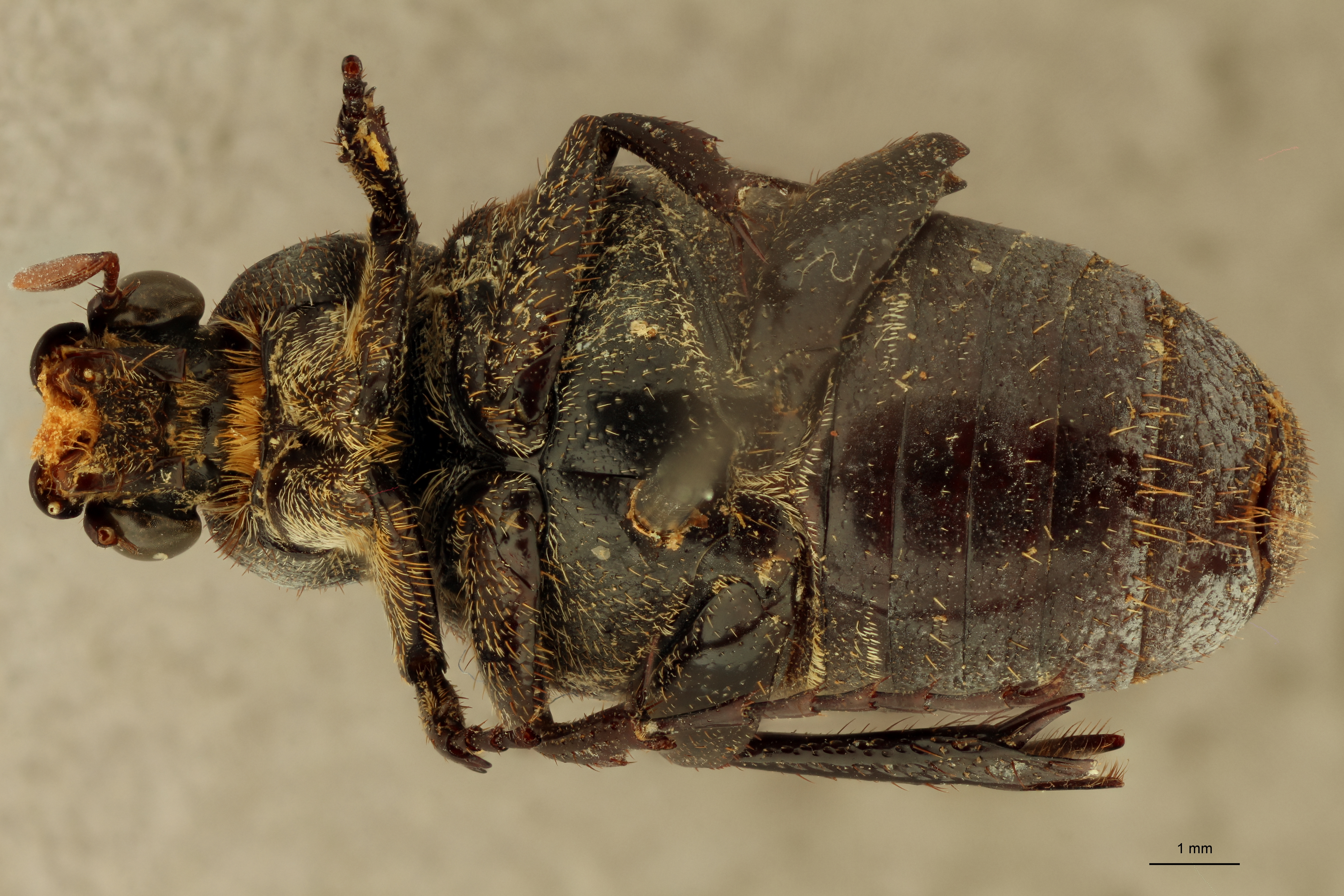 Praelinotarsia limbatipennis V ZS PMax.jpg