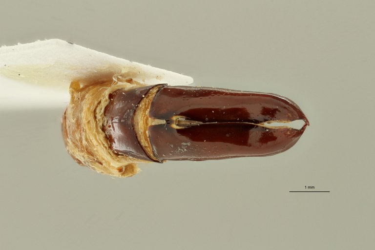 Rhabdotis lorinae ht DGe ZS PMax Scaled.jpeg