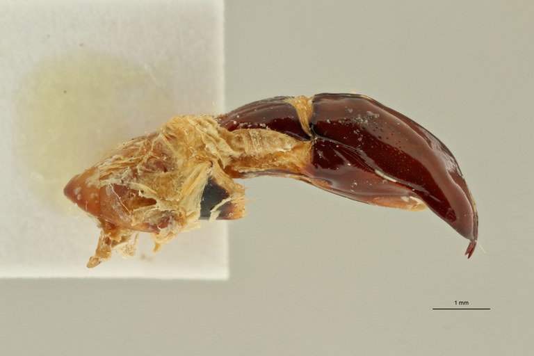 Rhabdotis lorinae ht LGe ZS PMax Scaled.jpeg