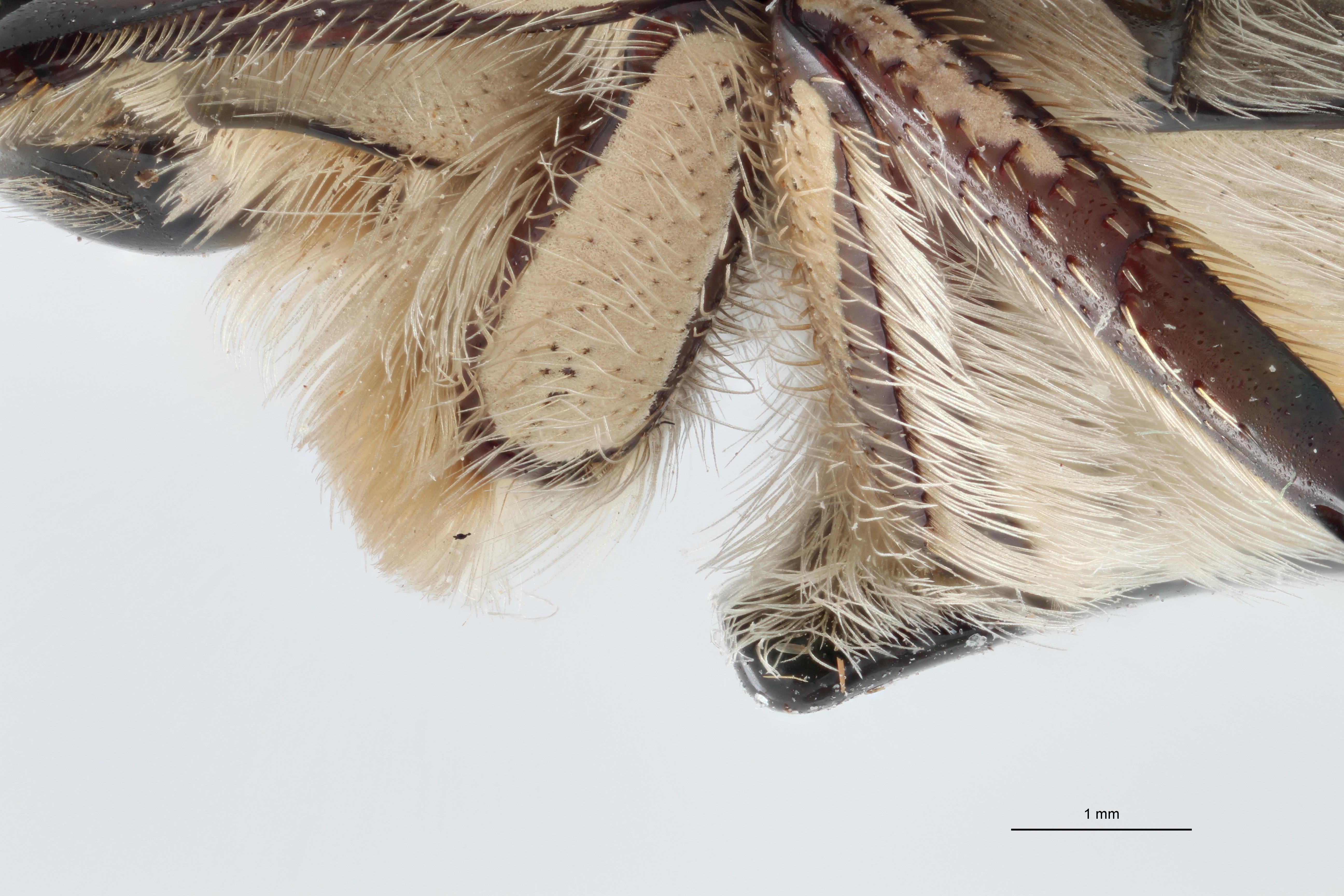 Rhabdotis lorinae ht L ap M ZS PMax.jpg
