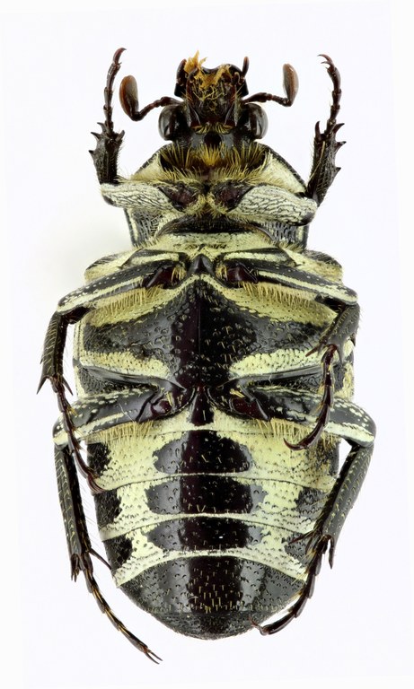 Taeniodera malabariensis 21682zs94.jpg