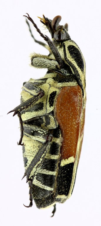 Taeniodera malabariensis 21695zs06.jpg