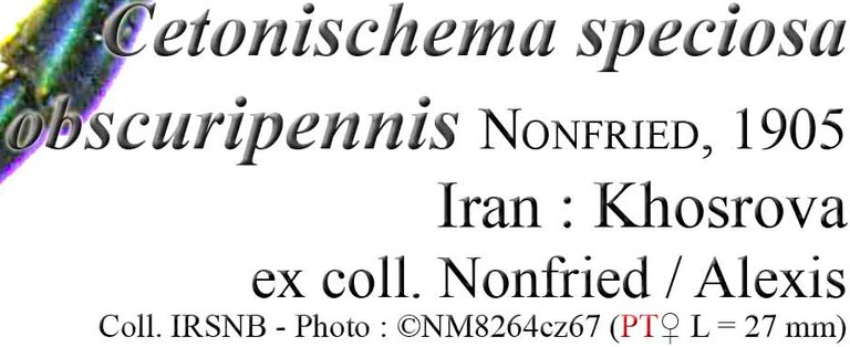 Cetonischema speciosa obscuripennis paratype label.jpg