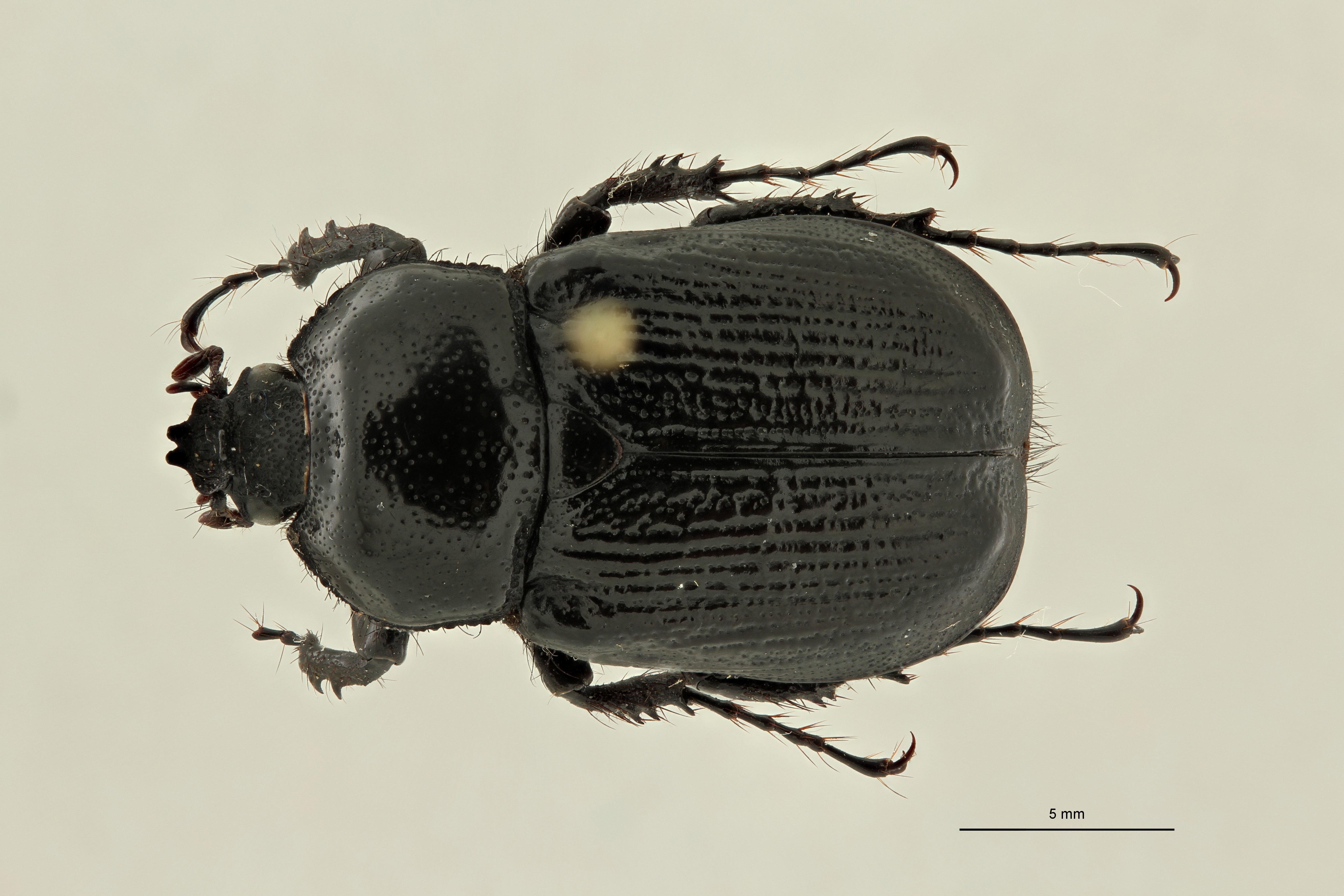 Coelocorynus abessynica at D ZS PMax Scaled.jpeg