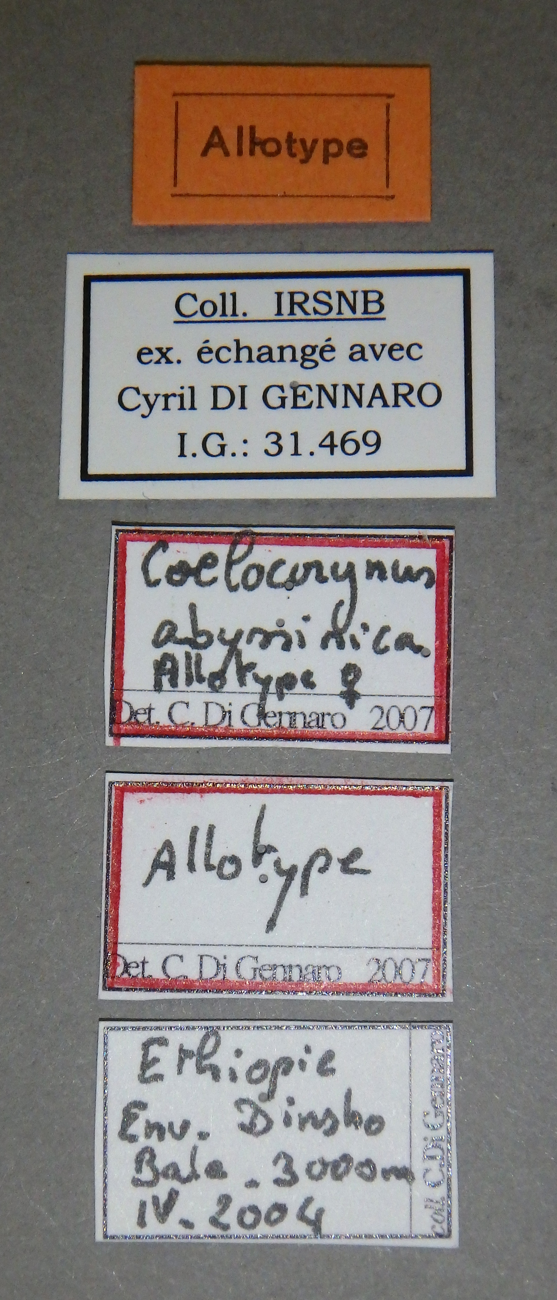 Coelocorynus abessynica at Lb.jpg