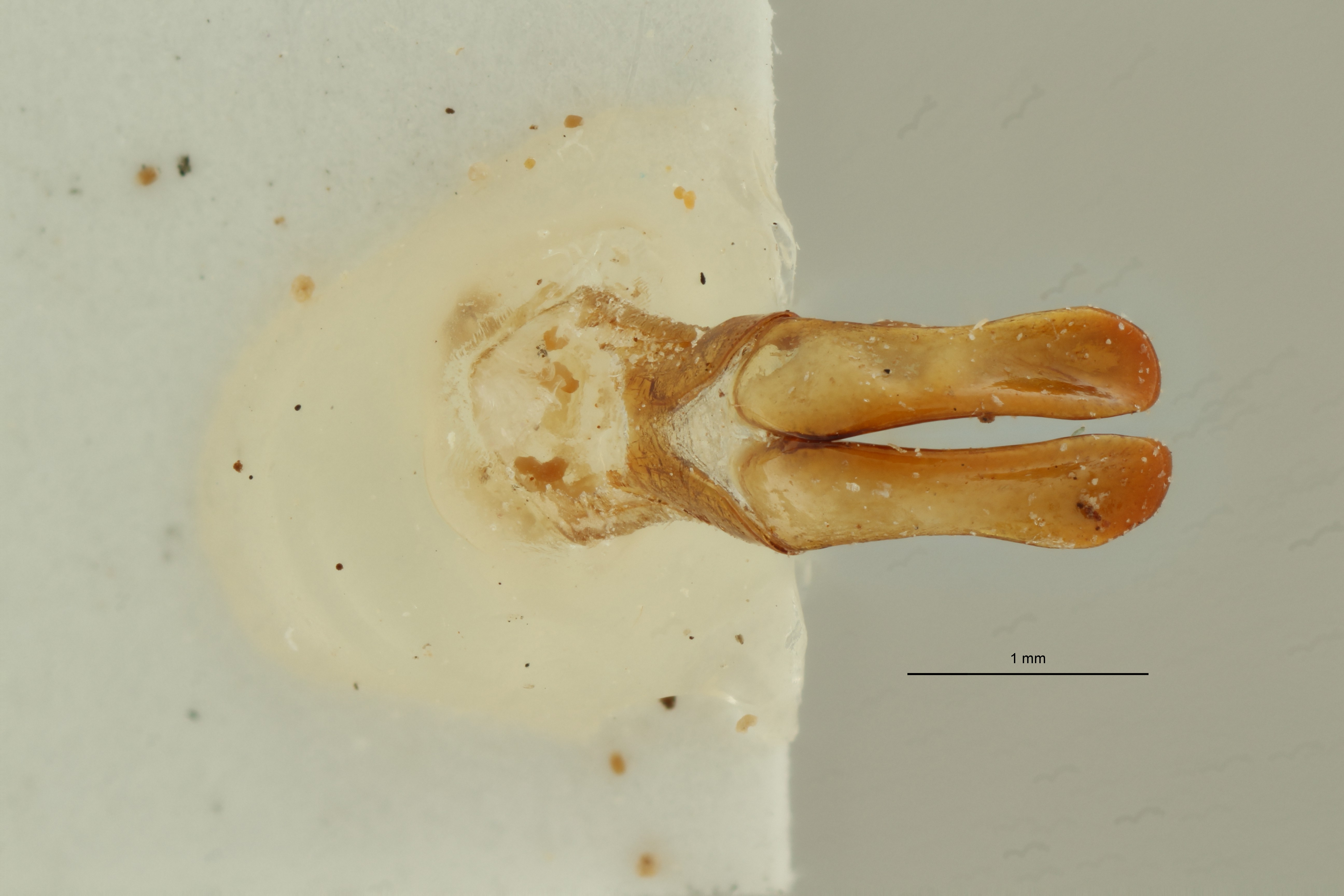 Coelocorynus baleensis ht DG ZS PMax Scaled.jpeg