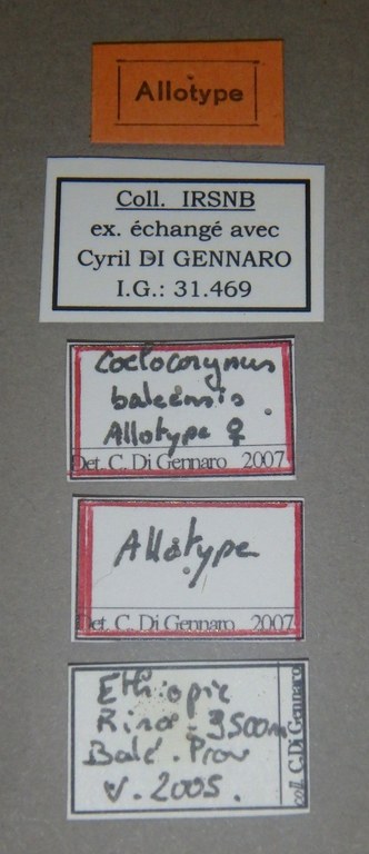 Coelocorynus baleensis at Lb.jpg