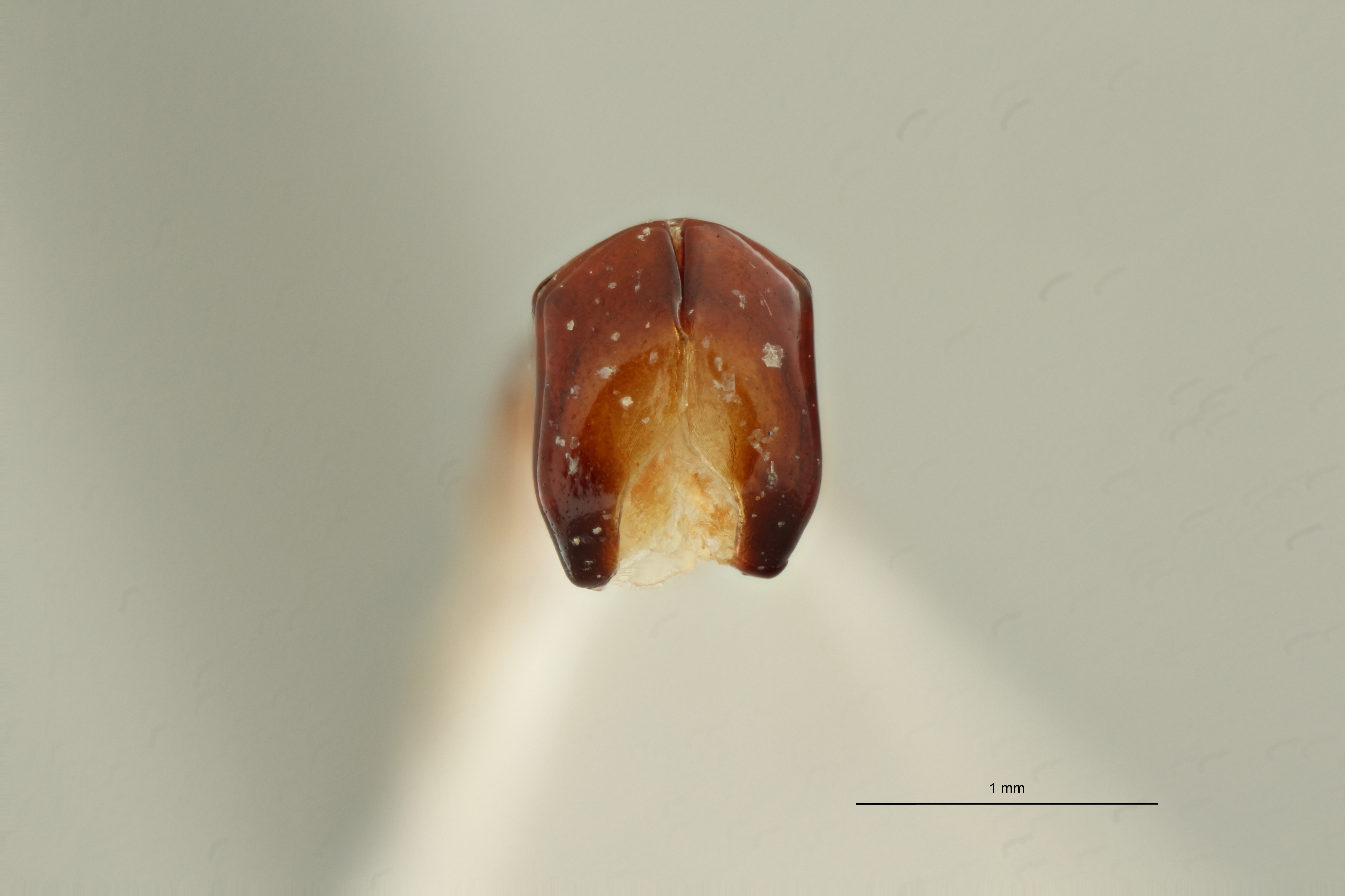 Coenochilus garnieri ht DG ZS PMax Scaled.jpeg
