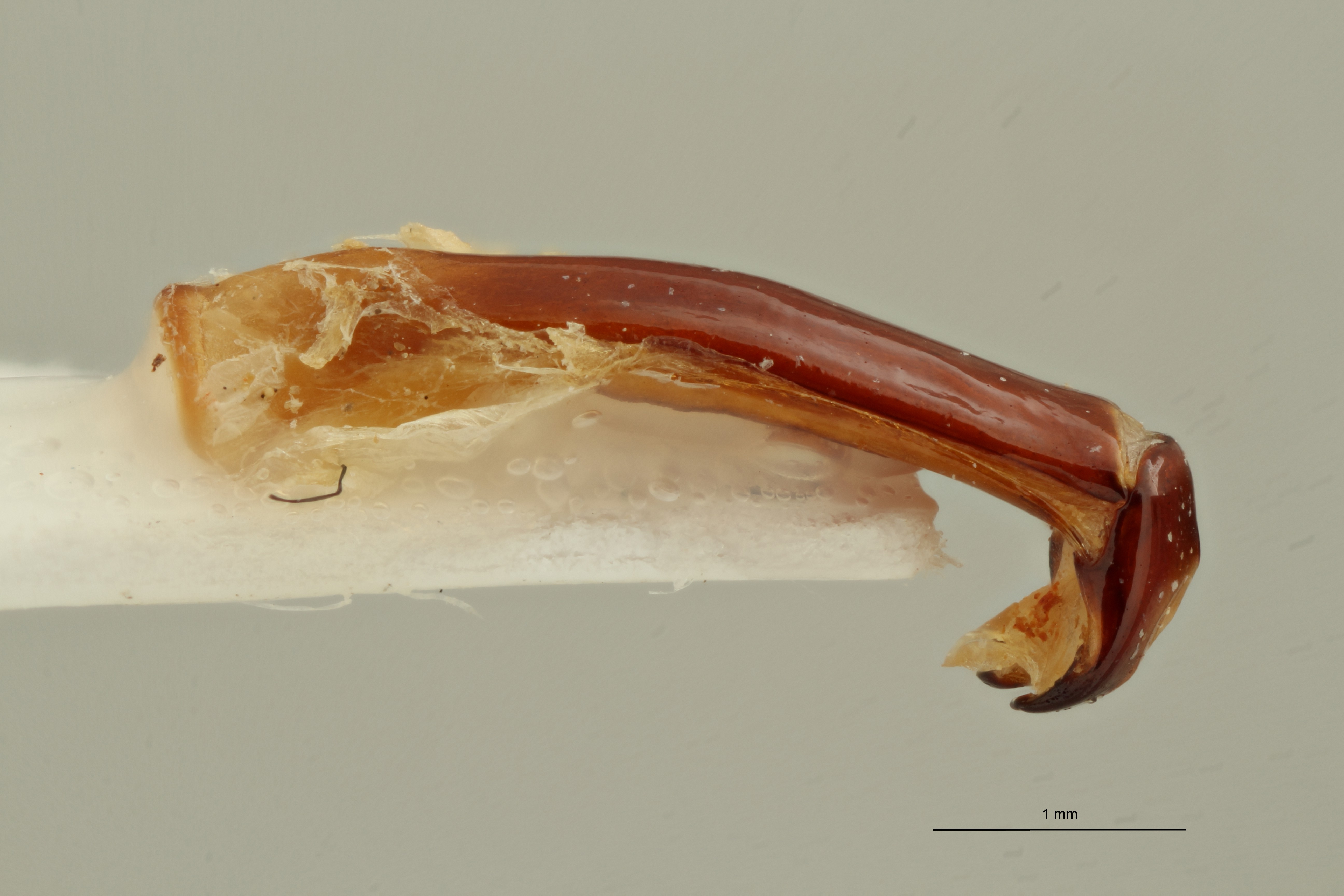 Coenochilus garnieri ht LG ZS PMax Scaled.jpeg