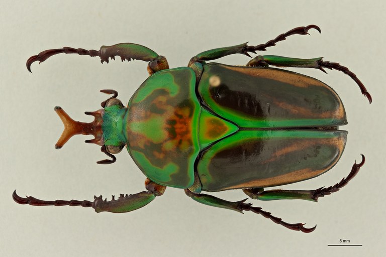 Eudicella woermanni alexisi ht D ZS PMax Scaled.jpeg