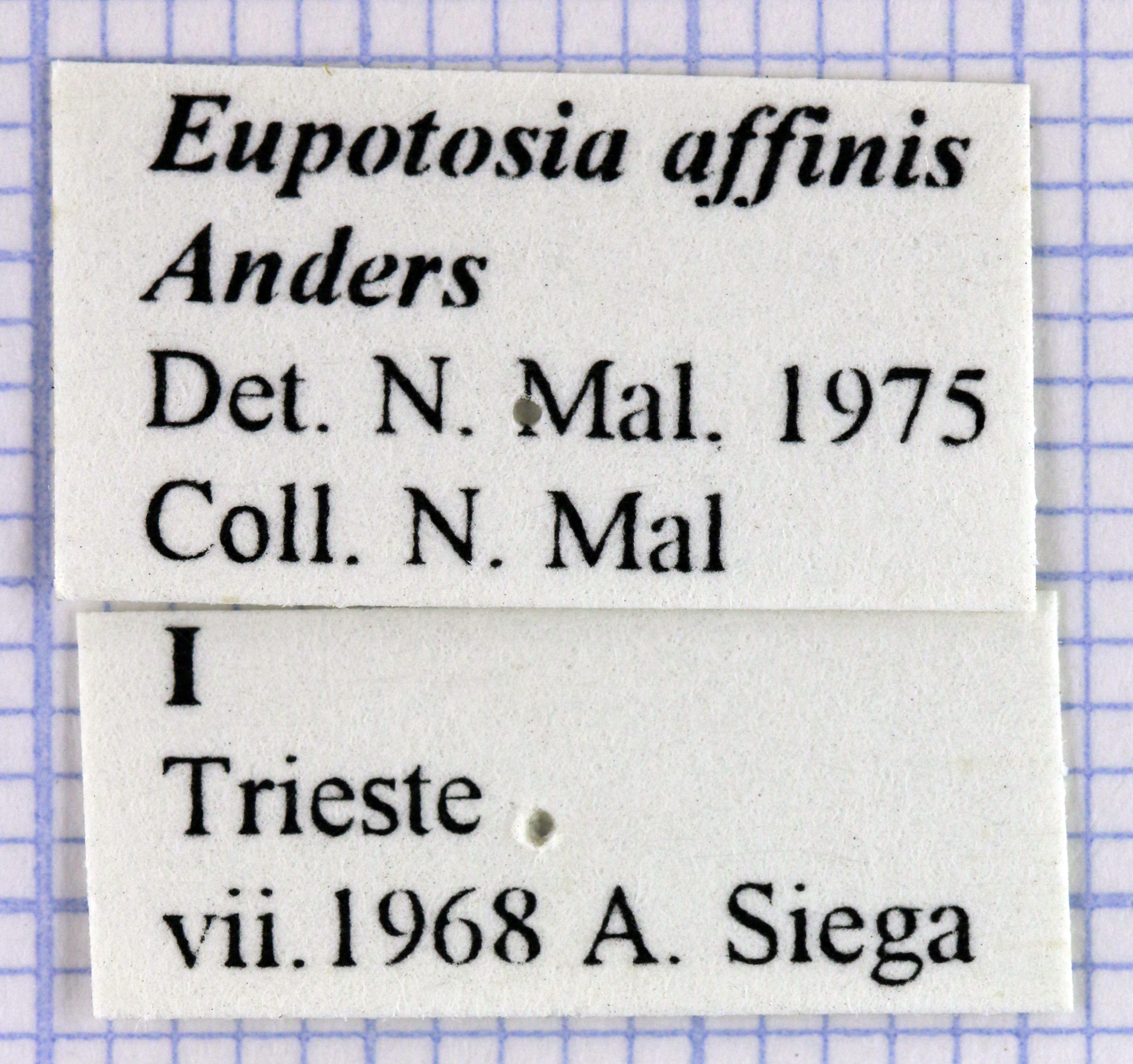 Eupotosia affinis affinis 28632.jpg