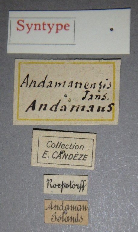 Glycyphana andamanensis st Lb.jpg