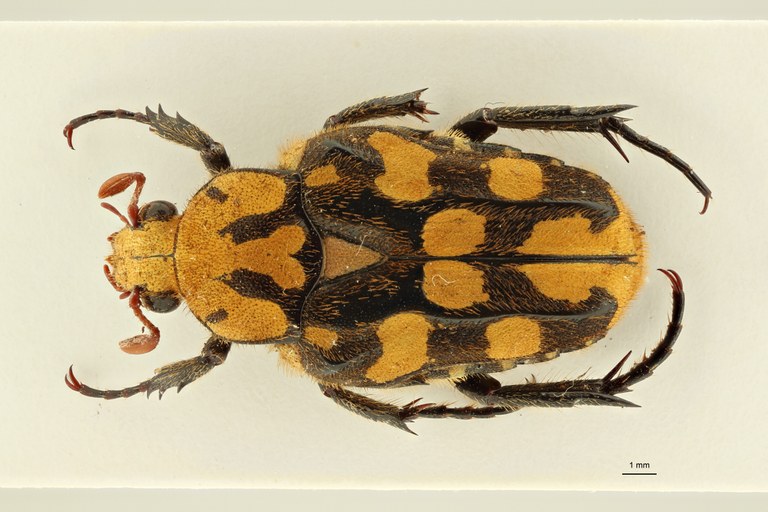 Ixorida (Pseudomecinonota) gueyraudi pt D ZS PMax Scaled.jpeg