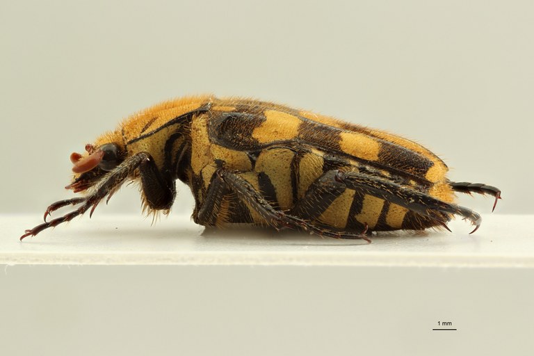 Ixorida (Pseudomecinonota) gueyraudi pt L ZS PMax Scaled.jpeg