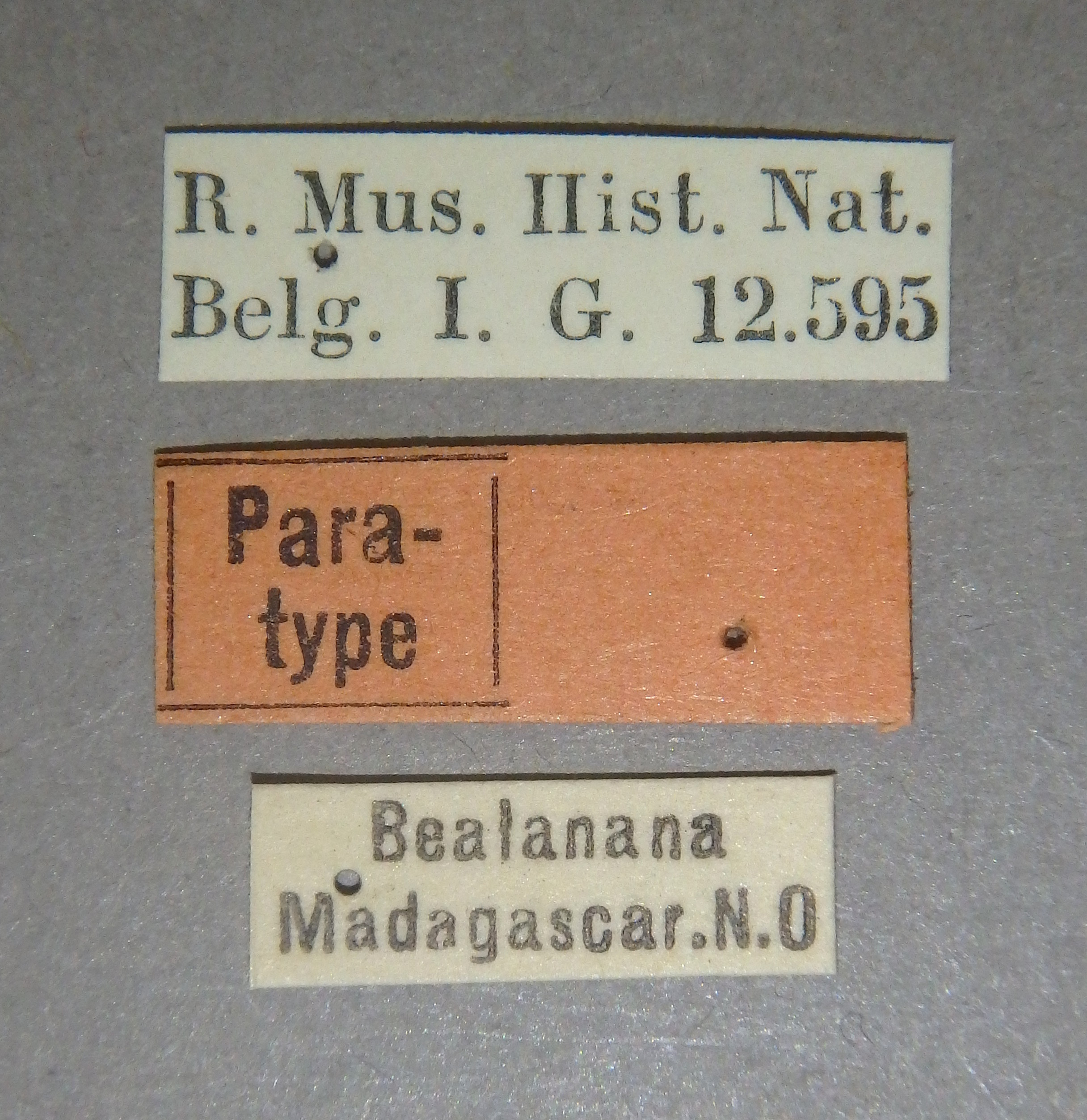 Liostraca humilis pt Lb.jpg
