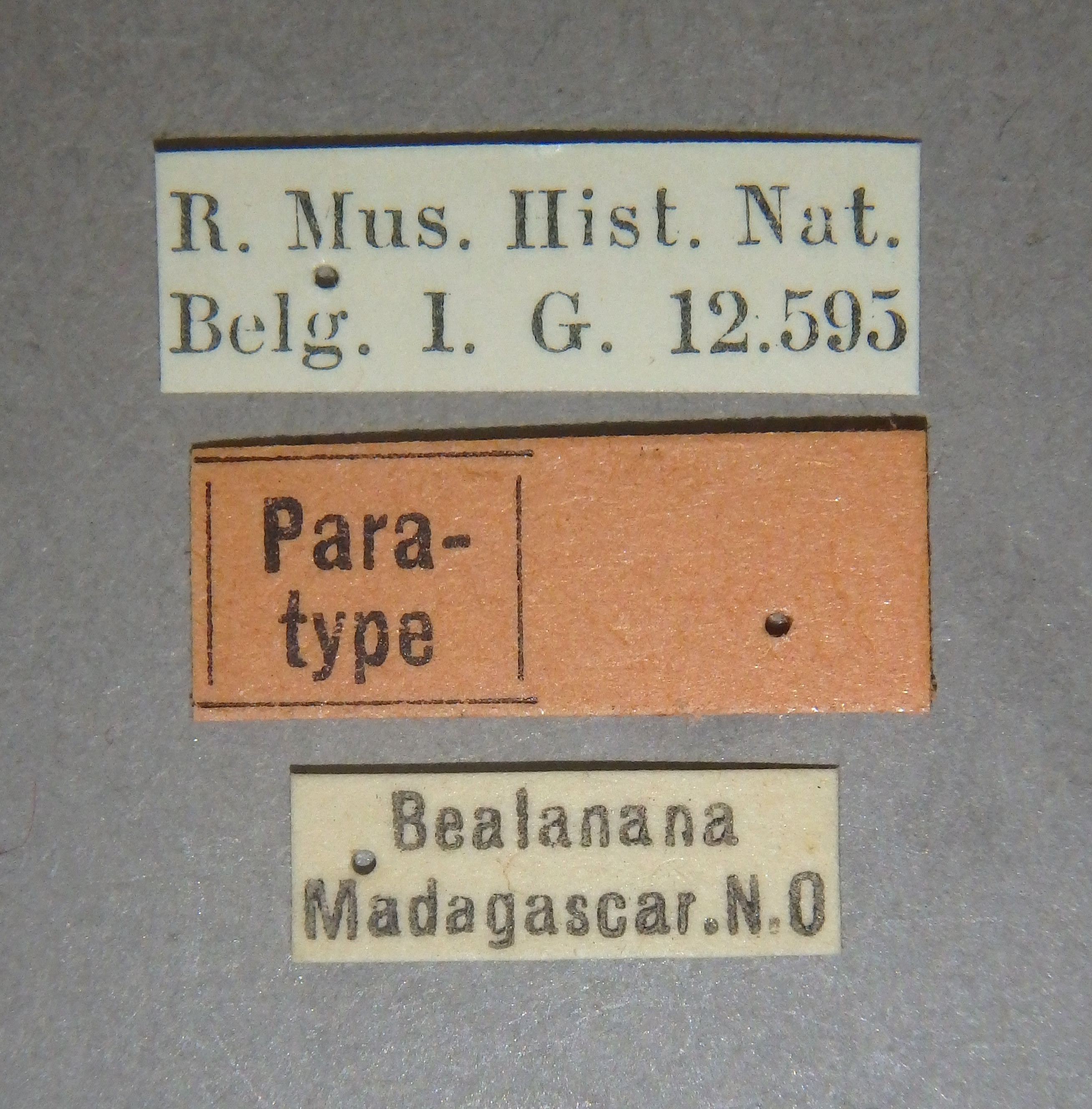 Liostraca humilis pt Lb.jpg