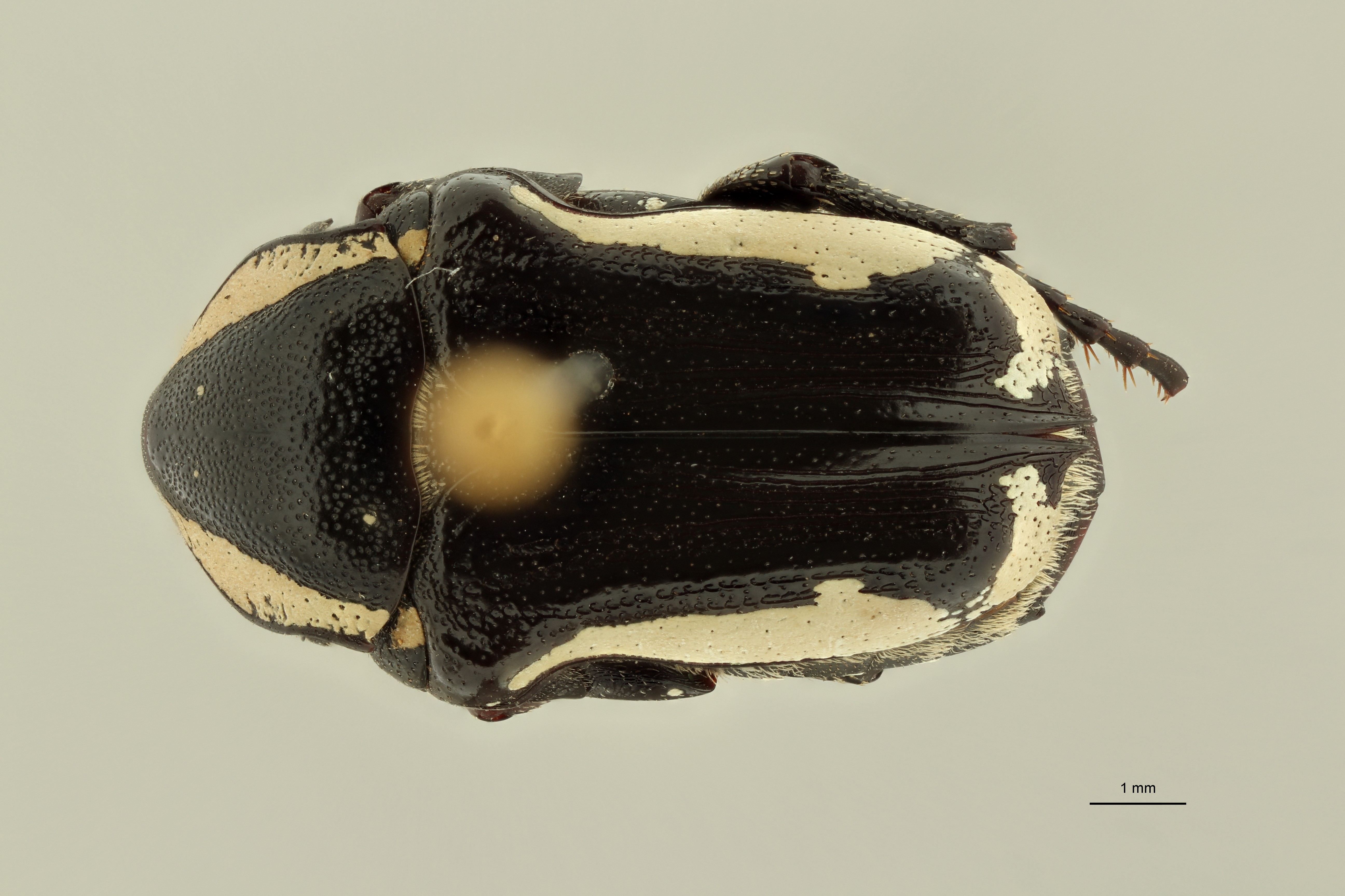 Mausoleopsis albomarginata pt D ZS PMax Scaled.jpeg