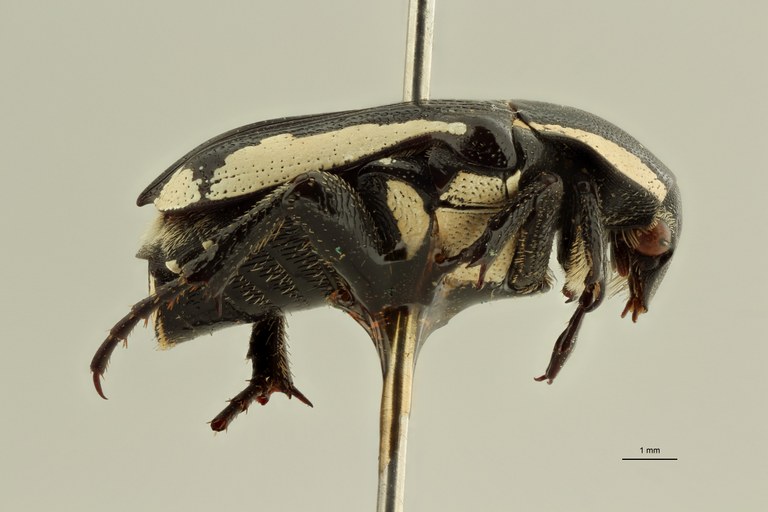 Mausoleopsis albomarginata pt L ZS PMax Scaled.jpeg