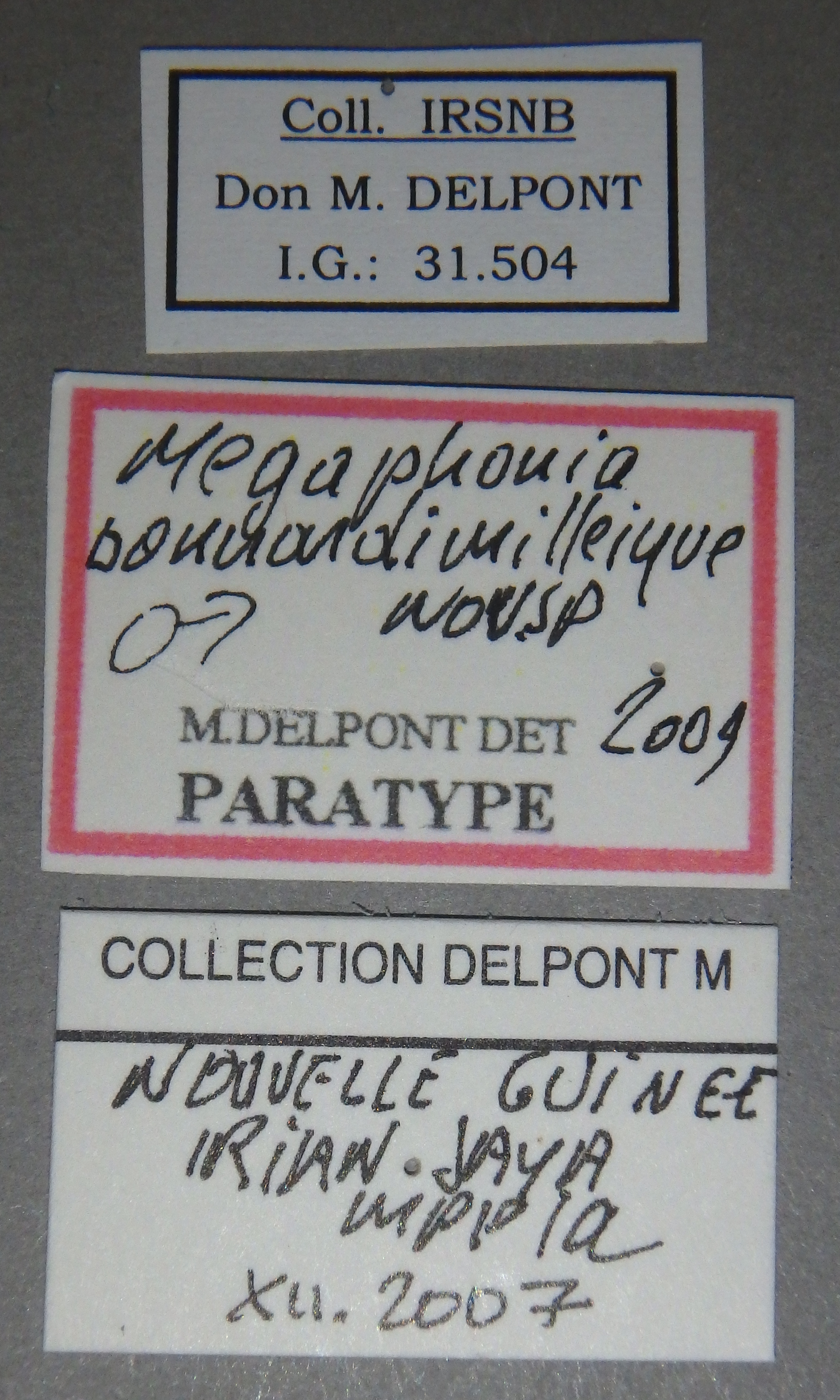 Megaphonia bonnardimilleique pt M Lb.jpg