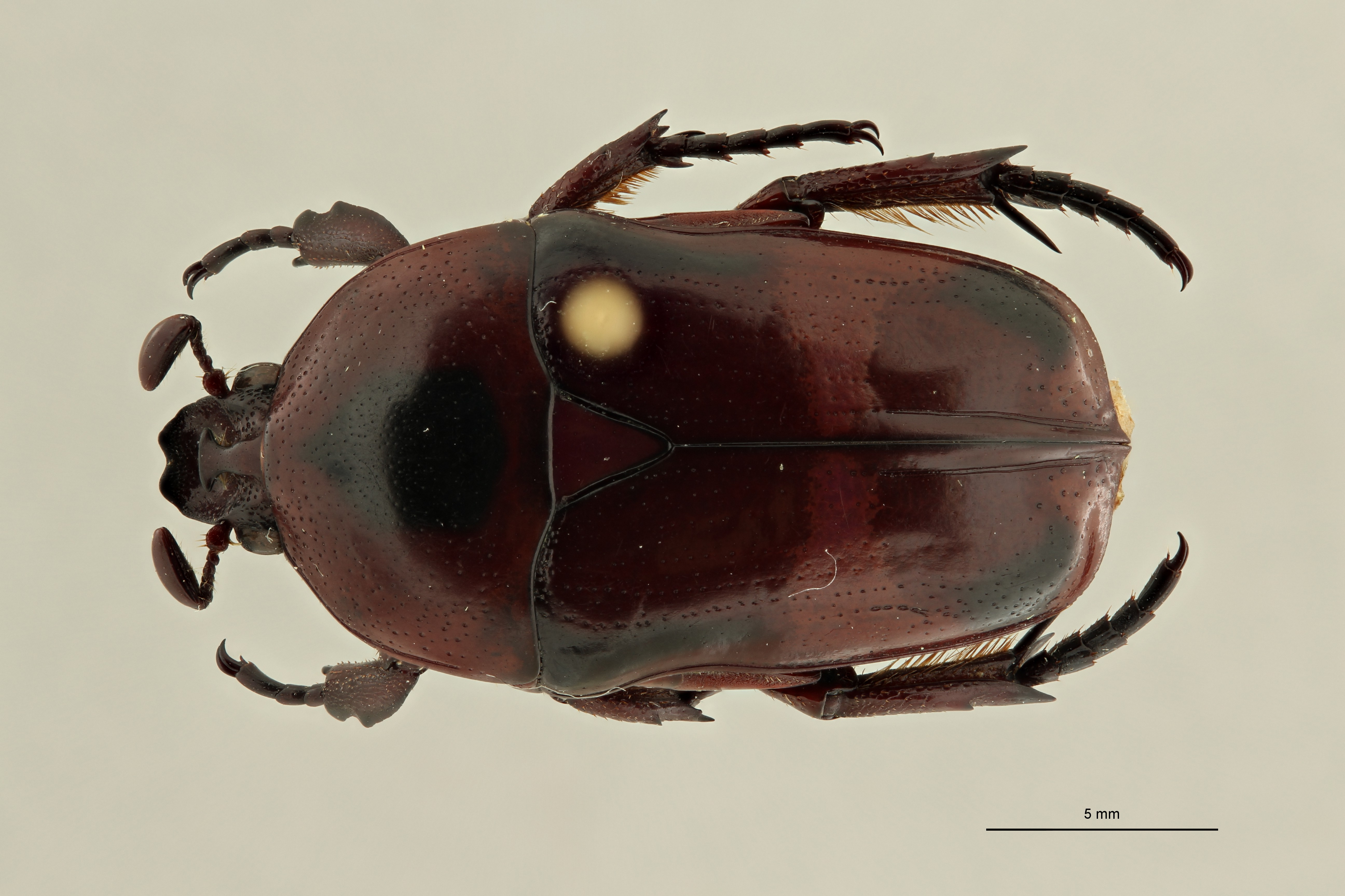 Neomystroceros widagdoi at D ZS PMax Scaled.jpeg