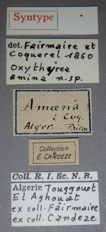Oxythyrea amina st Lb.jpg