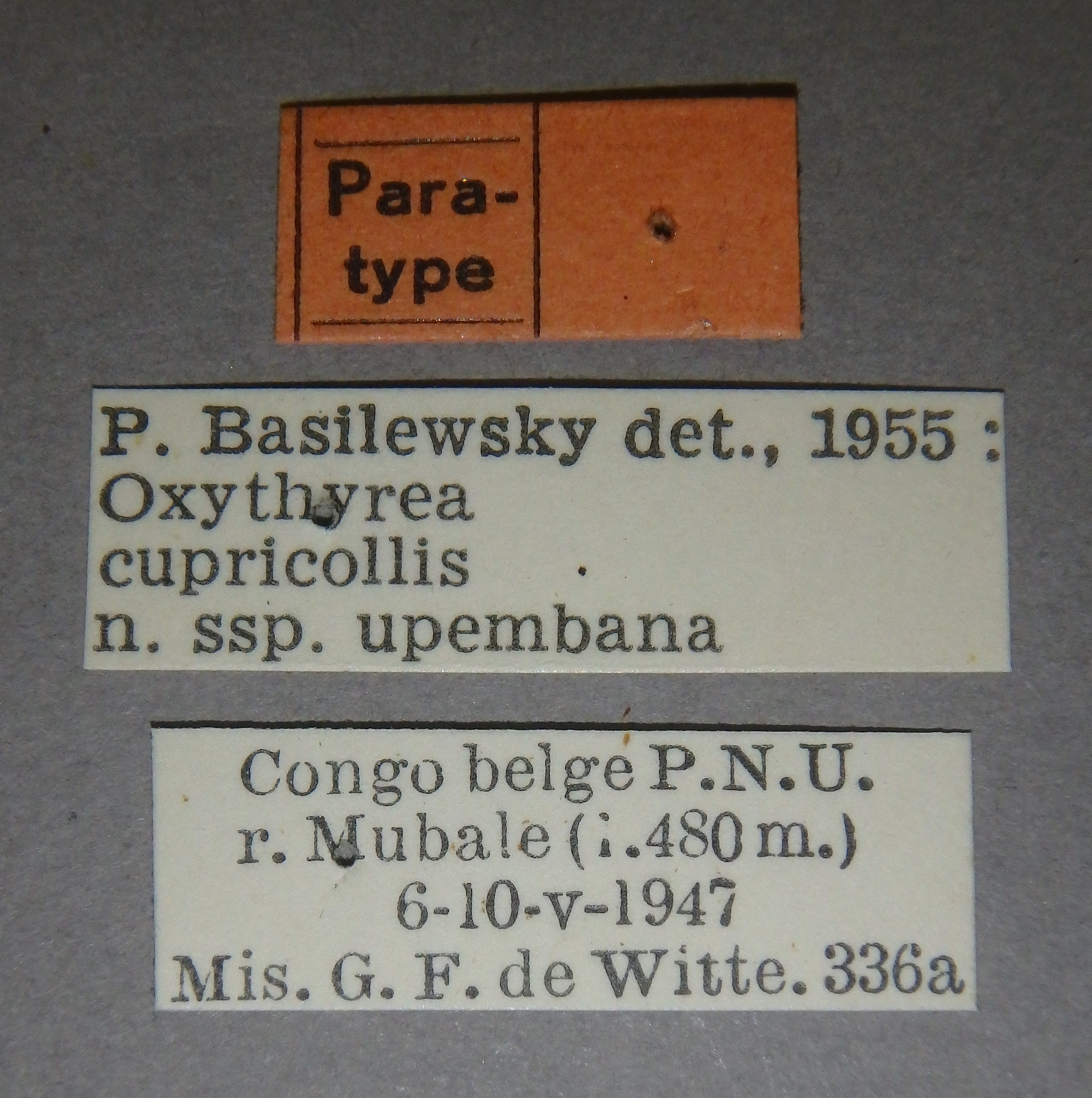Oxythyrea cupricollis upembana pt Lb.jpg