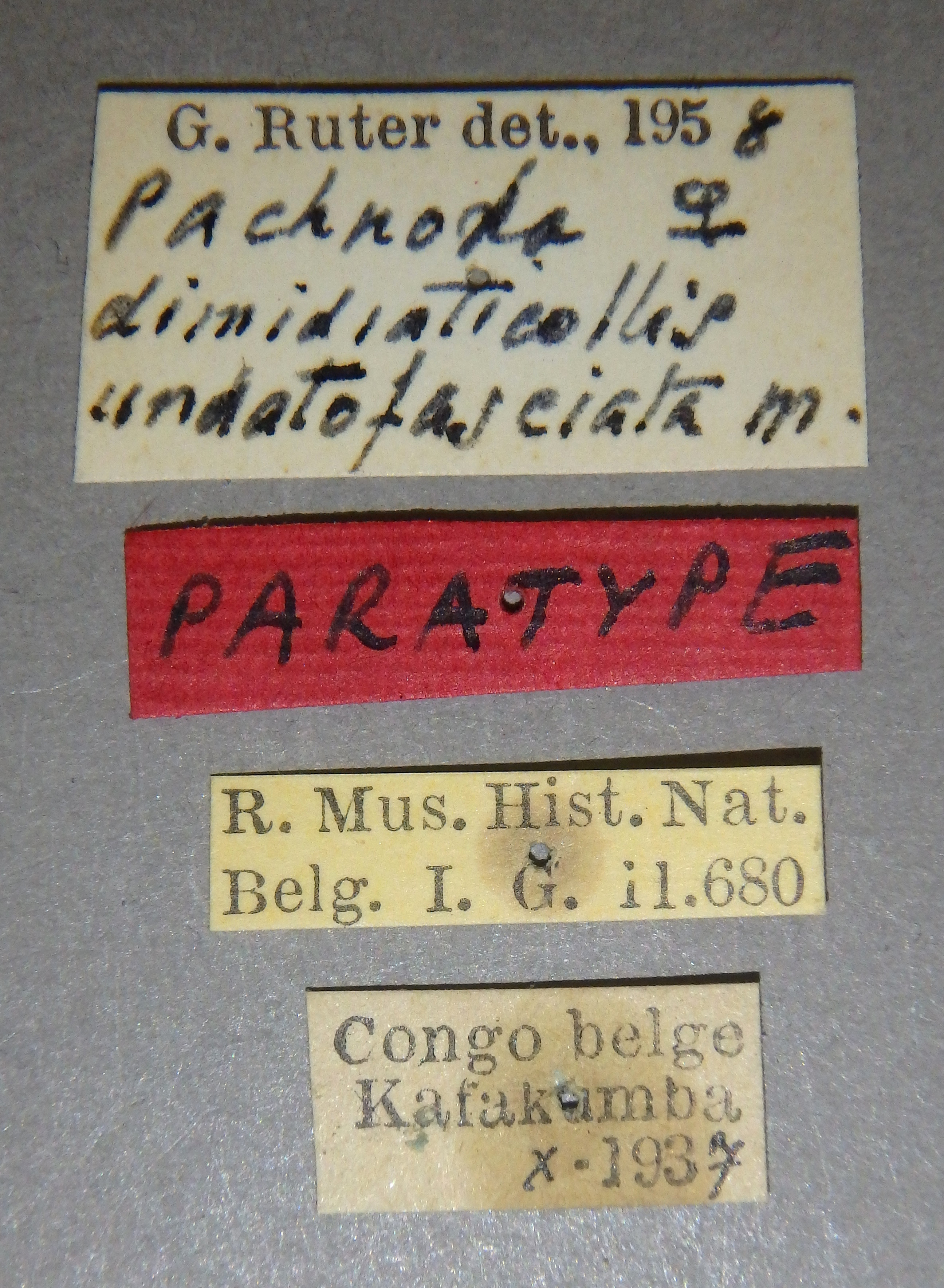 Pachnoda dimidiaticollis undatofasciata pt Lb.jpg
