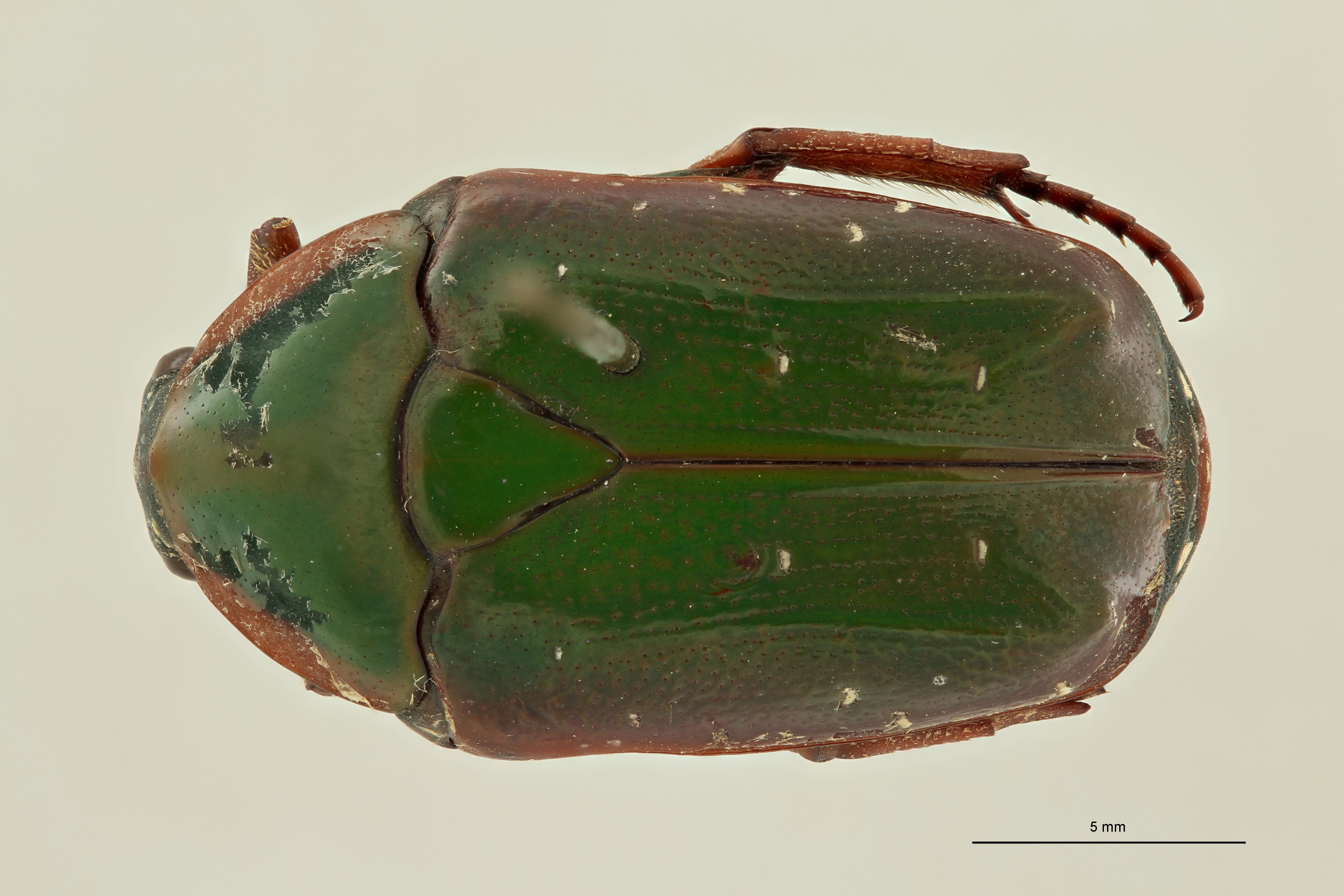 Pachnoda rubriventris rubrocinctoides pt D ZS PMax Scaled.jpeg