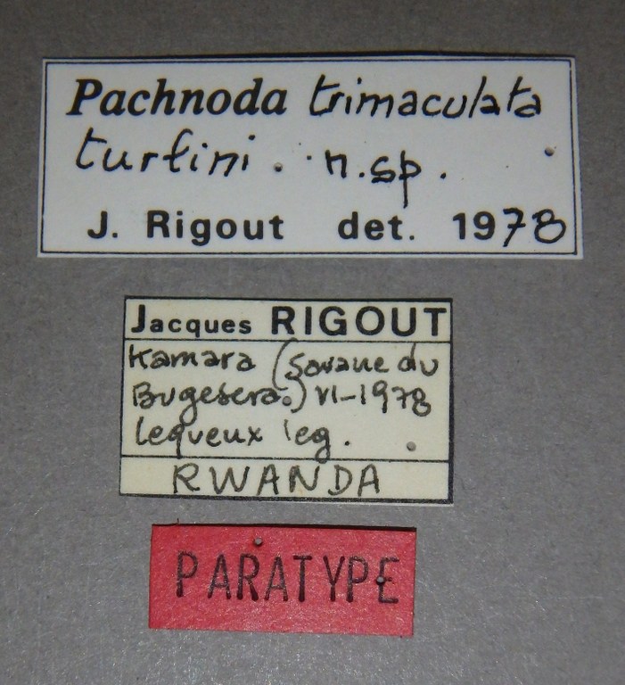 Pachnoda trimaculata turlini pt Lb.jpg