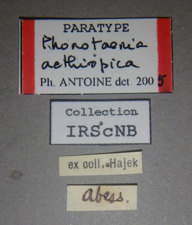 Phonotaenia aethiopica pt Lb.jpg