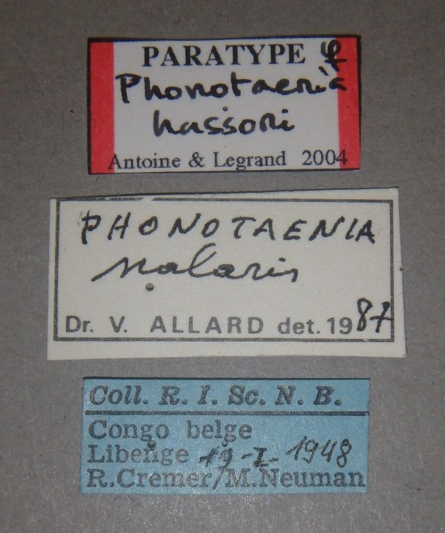 Phonotaenia hassoni pt Lb.jpg