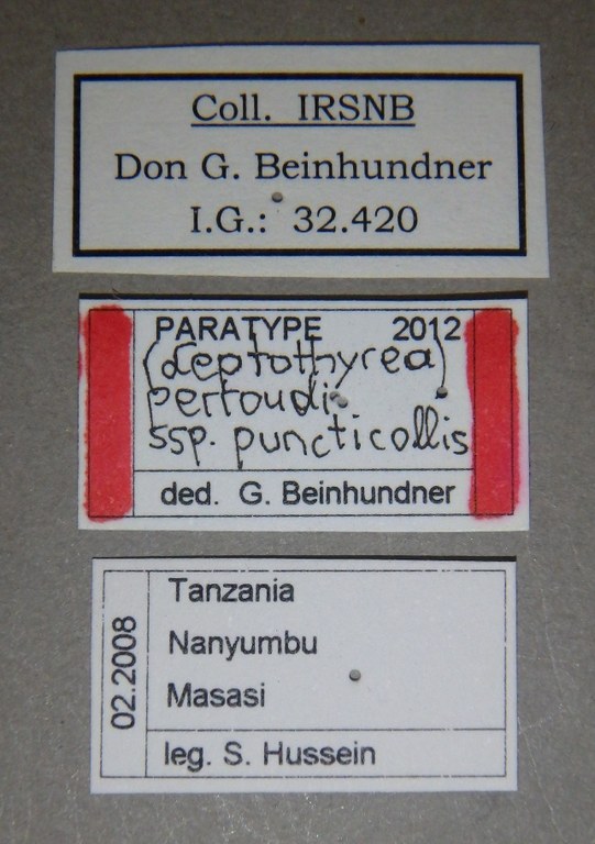 Polystalactica (Leptothyrea) perroudi puncticollis pt Lb.jpg