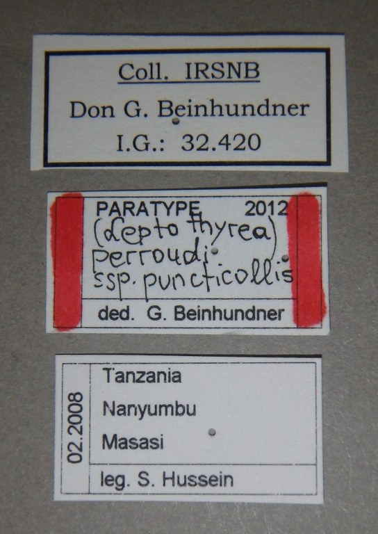 Polystalactica (Leptothyrea) perroudi puncticollis pt Lb.jpg