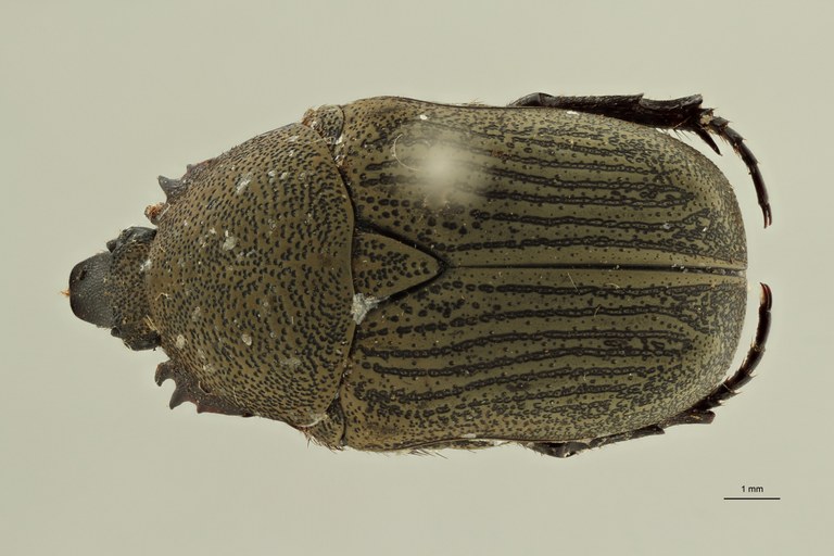 Tephraea setifera pt D ZS PMax Scaled.jpeg