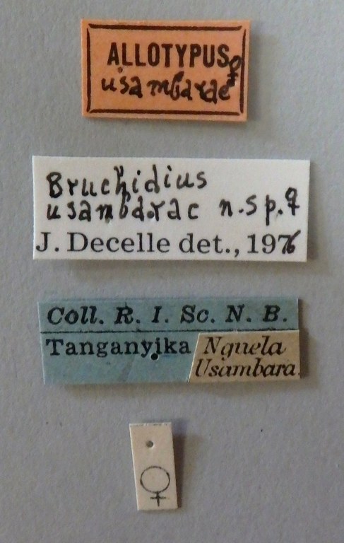 Bruchidius usambarae at Lb.JPG