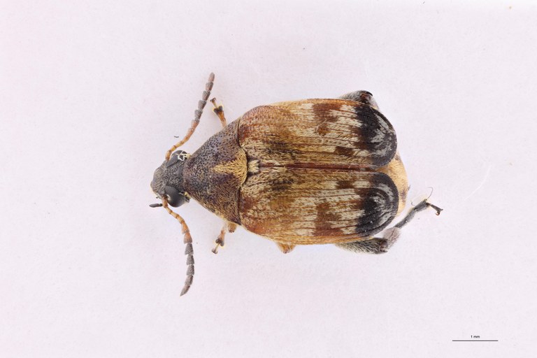 Megabruchidius tonkineus D.jpg