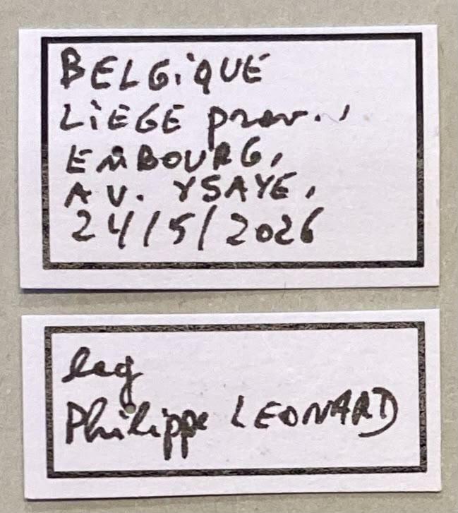 Megabruchidius tonkineus Labels.jpeg