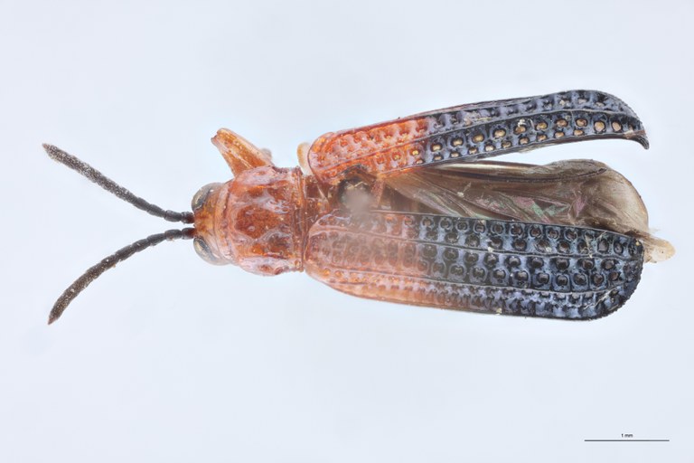 Agonia dimidiata Ex-T D.jpg