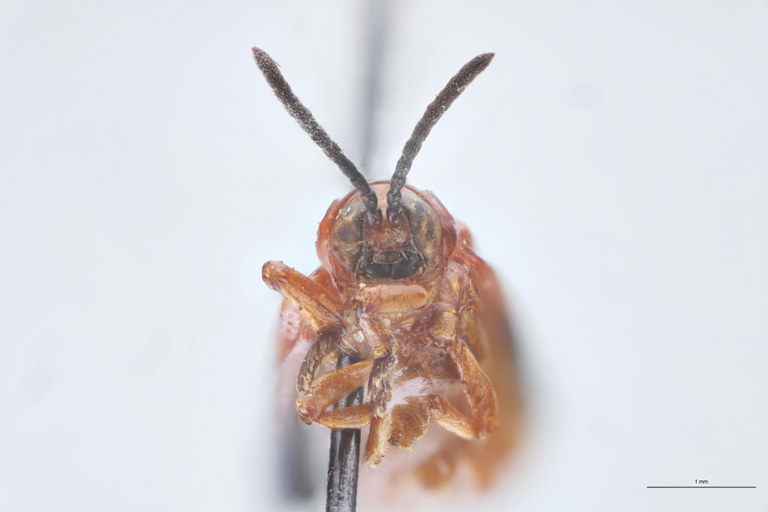 Agonia dimidiata Ex-T F-V.jpg