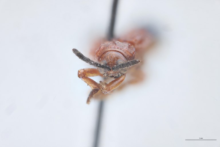 Agonia dimidiata Ex-T F.jpg
