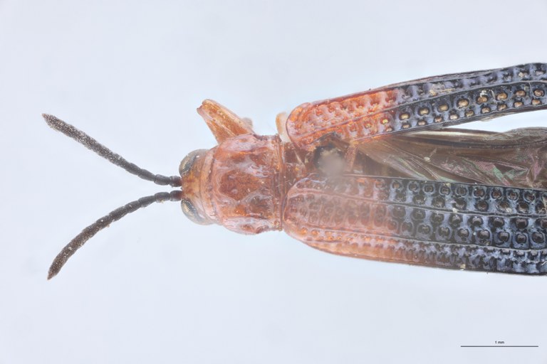 Agonia dimidiata Ex-T Head-Close-Up.jpg