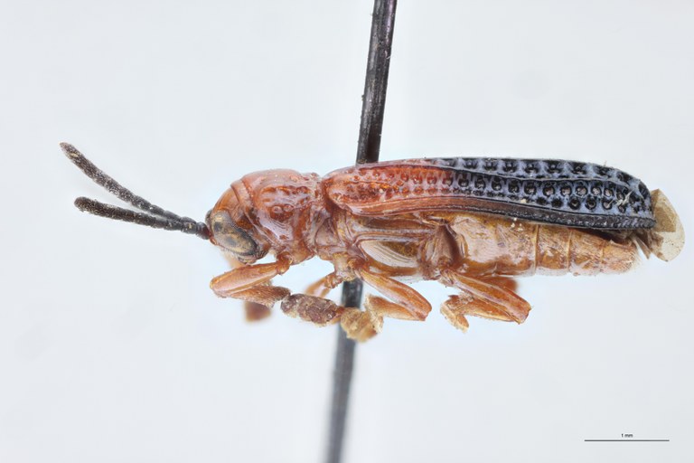 Agonia dimidiata Ex-T L.jpg