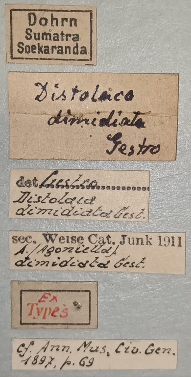Agonia dimidiata Ex-T Labels.jpg