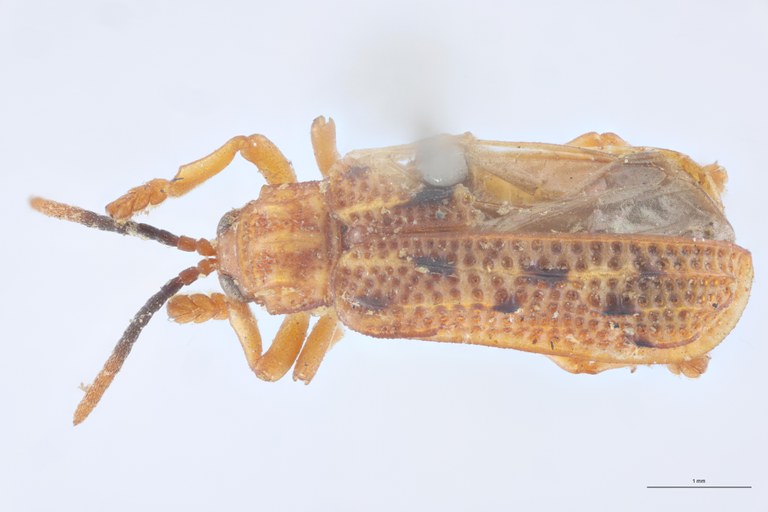 Agonia interrupta T D.jpg