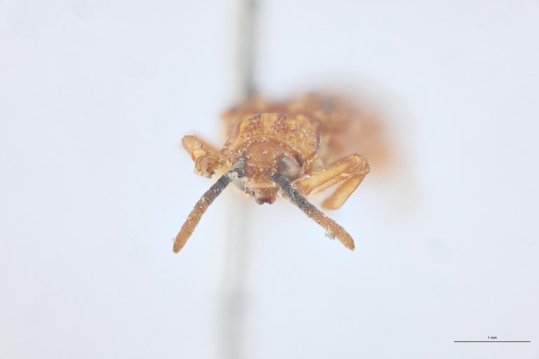 Agonia interrupta T F.jpg
